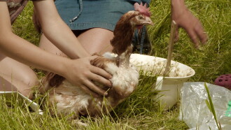 Hens, Virus and Us Trailer