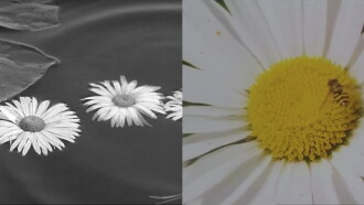 Herbarium Trailer