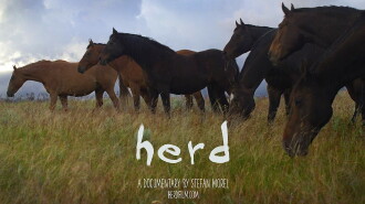 Herd Trailer