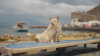 Here where the sea shines Trailer