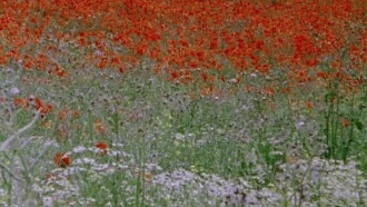 Hic rosa, partition botanique Trailer