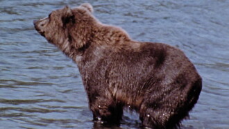 Hinterland Who's Who: Grizzly Trailer