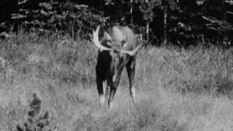 Hinterland Who's Who: Moose Trailer