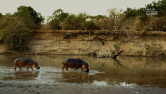 Hippo King Trailer