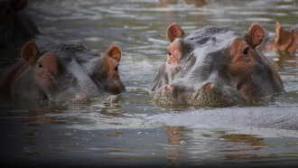 Hippo Supremacy Trailer