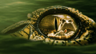 Hippo vs Croc Trailer