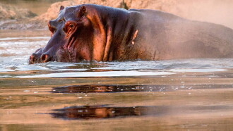 Hippos after Dark Trailer