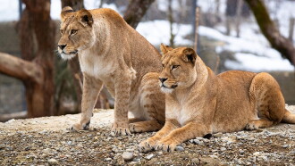 Histoires de lionnes Trailer