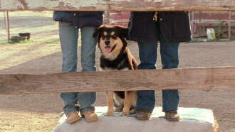 Hollywood, It's a Dog's Life Trailer