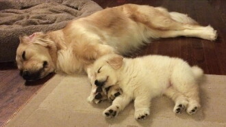 Hopper meets Venkman Trailer