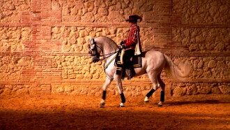 Horse of Kings, Thief of Hearts Trailer