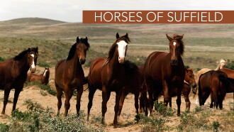 Horses of Suffield Trailer