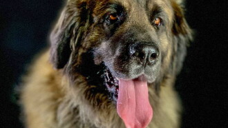 How dogs conquered the world Trailer