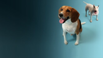 How Dogs Got Their Shapes Trailer