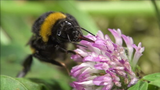 Hummeln - Bienen im Pelz Trailer