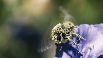 Hummeln - Bienen im Pelz Trailer