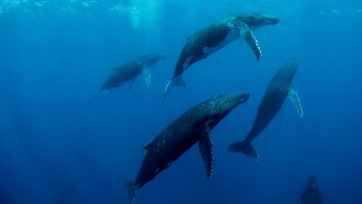 Humpback Whales Trailer