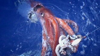 Hunt For The Giant Squid Trailer