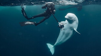 #Hvaldimir, Conversation With a Spy Whale Trailer