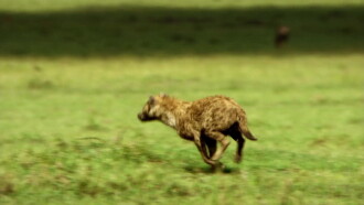 Hyaena: Queen Of The Masai Mara Trailer