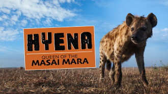 Hyena: Queen of the Masai Mara Trailer