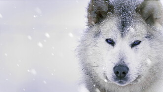 Ice Dogs: The Only Companions Worth Having Trailer