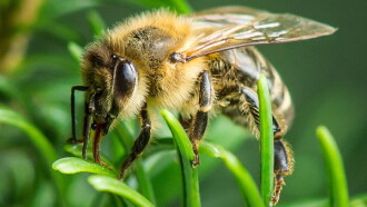 Im Wald der wilden Bienen Trailer