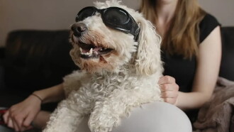 In Dog Years Trailer
