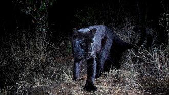 In Search Of A Legend: Black Leopard Trailer