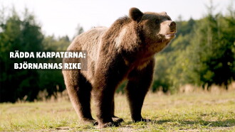 In the Heart of the Carpathians: The Kingdom of the Bear Trailer