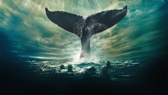 In the Heart of the Sea Trailer