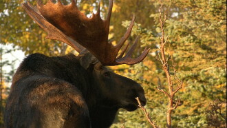 In the Land of the Moose Trailer