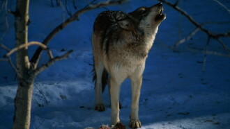 In the Valley of the Wolves Trailer