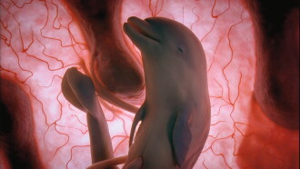 In The Womb: Animals Trailer