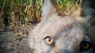 In Wolf Country Trailer