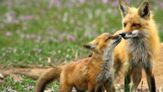 Incredible Animal Moments Trailer