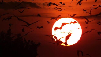 Incredible Bats Trailer