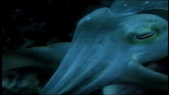 Incredible Creatures That Defy Evolution III Trailer