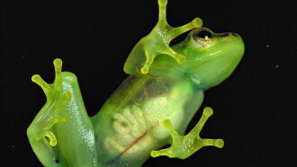 Incredible frogs Trailer