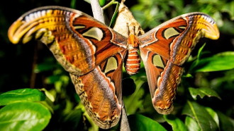 Incredible Insects Trailer