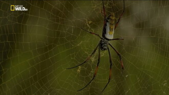 Incredible Spiders Trailer