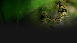 India's Wild Leopards Trailer