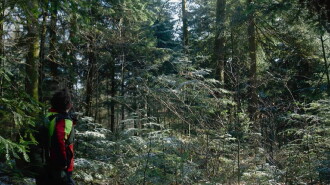 Inestimables forêts Trailer