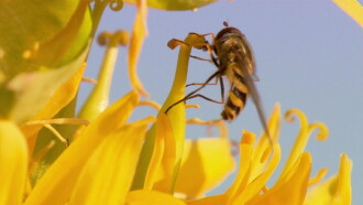 Insect World Trailer