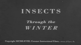Insects Through the Winter Trailer