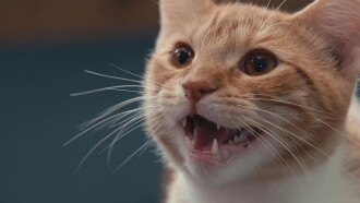 Inside the Mind of a Cat Trailer