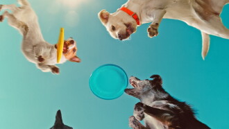 Inside the Mind of a Dog Trailer
