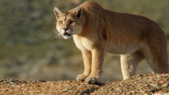 Into the Puma Triangle Trailer