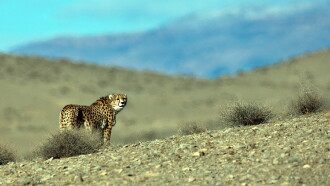 Iran's Wild Side Trailer