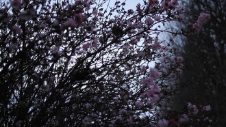 It May Be That Beauty Has Strengthened Our Resolve - Masao Adachi Trailer